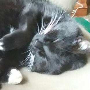 A black and white cat curled up.